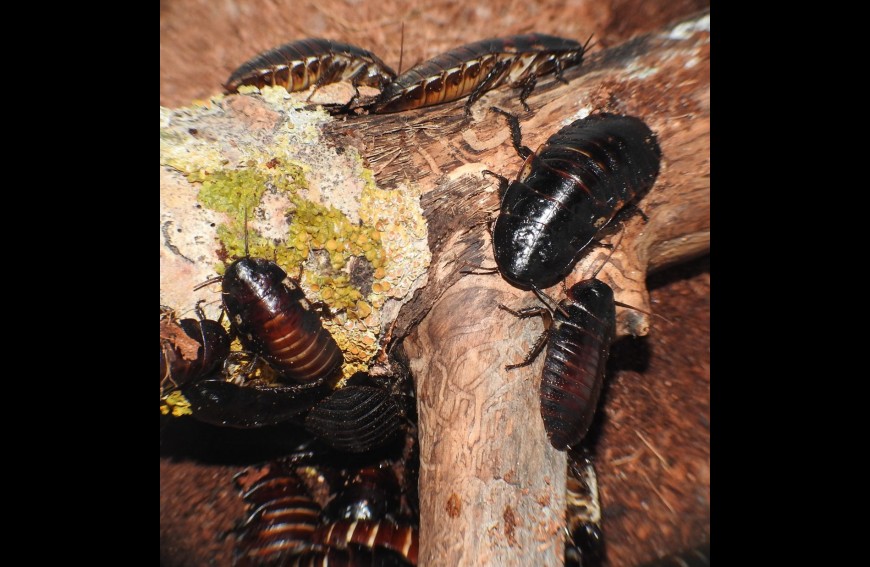 Feeder insects