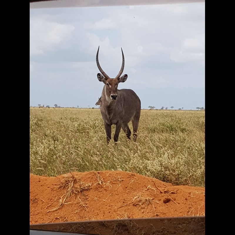 Kenia Bug Trip