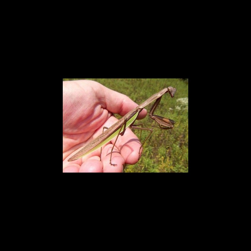 Tenodera sinensis Modliszka Chińska