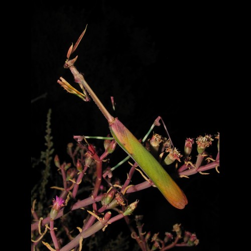 Hemiempusa capensis