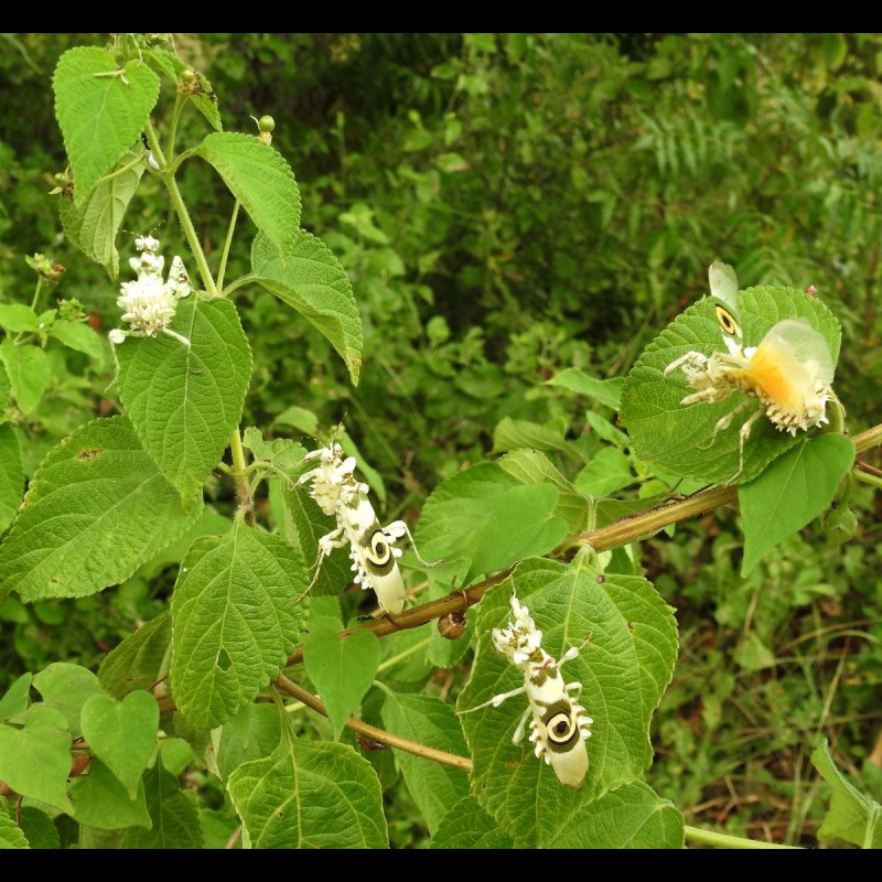 Pseudocreobotra wahlbergii ( Spiny Flower )