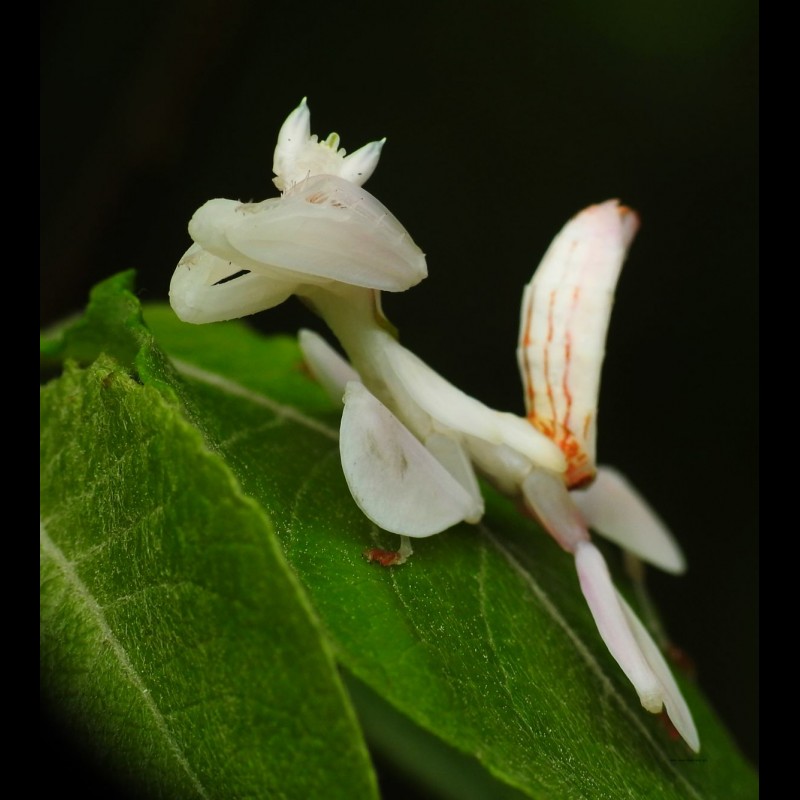 Hymenopus coronatus - Orchid mantis
