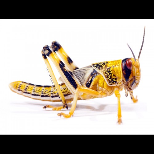 Locusta migratoria Szarańcza wędrowna