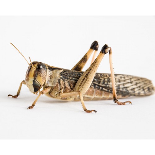 Szarańcza wędrowna Locusta migratoria