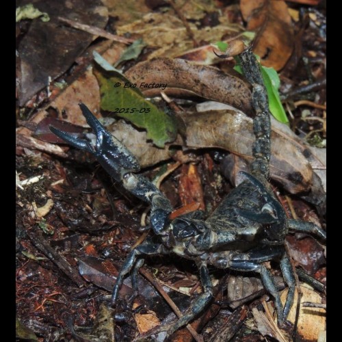 Heterometrus sp. ( Giant Rainforest Scorpion )