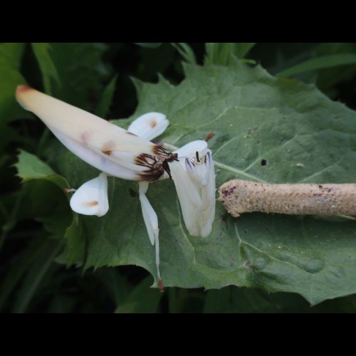 Hymenopus coronatus ( Orchid Mantis )