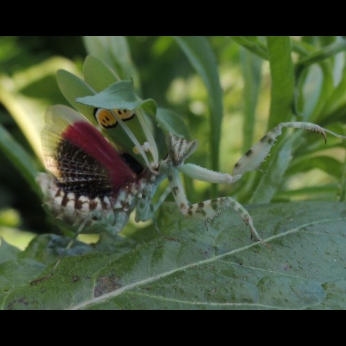 Creobroter nebulosa ( Indian flower mantis )
