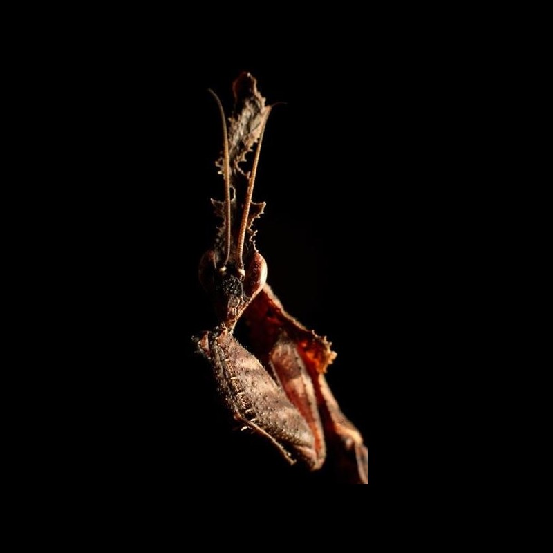 Phyllocrania paradoxa ( Ghost Mantis )