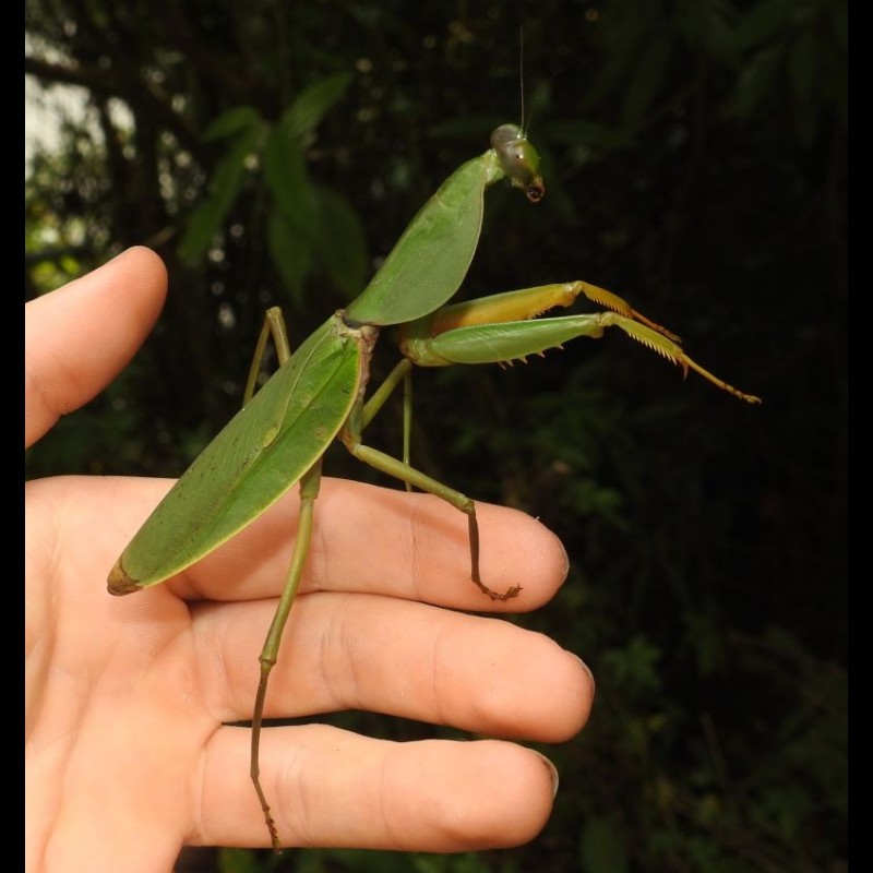 Rhombodera basalis ( Malaysian Hood Mantis )