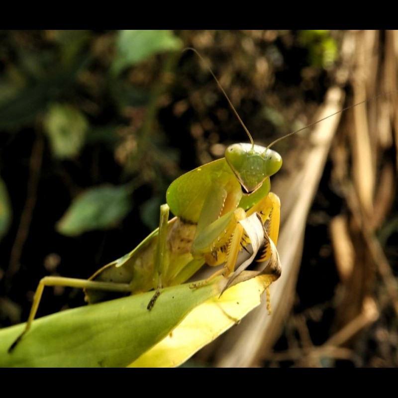 Rhombodera valida ( Shield Mantis )