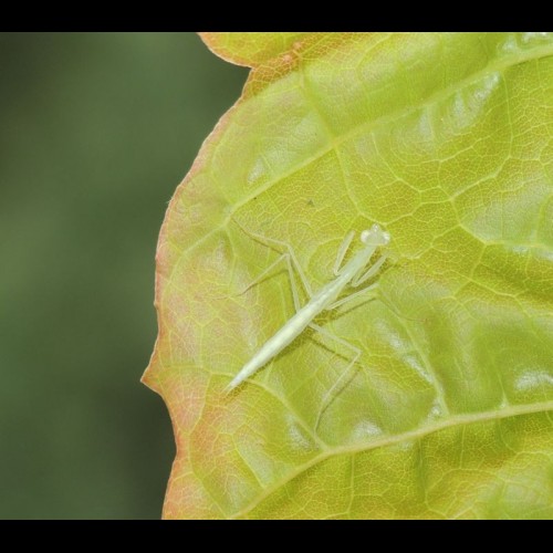 Sinomantis denticulata ( Glass mantis )