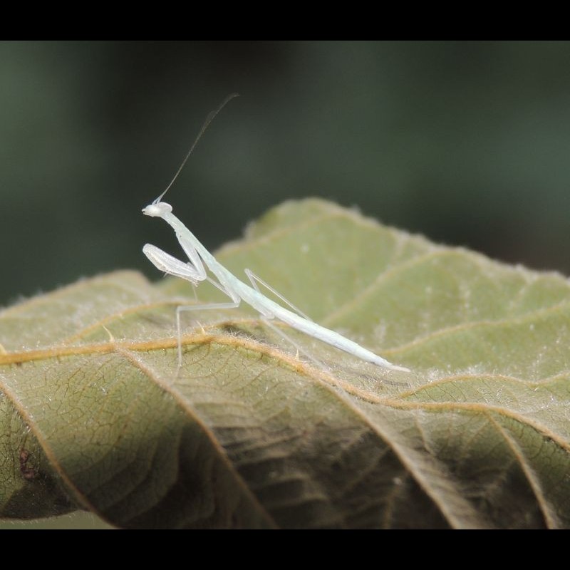 Sinomantis denticulata ( Glass mantis )