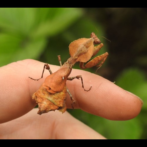 Epaphrodita musarum ( Dominican Leaf Mantis )