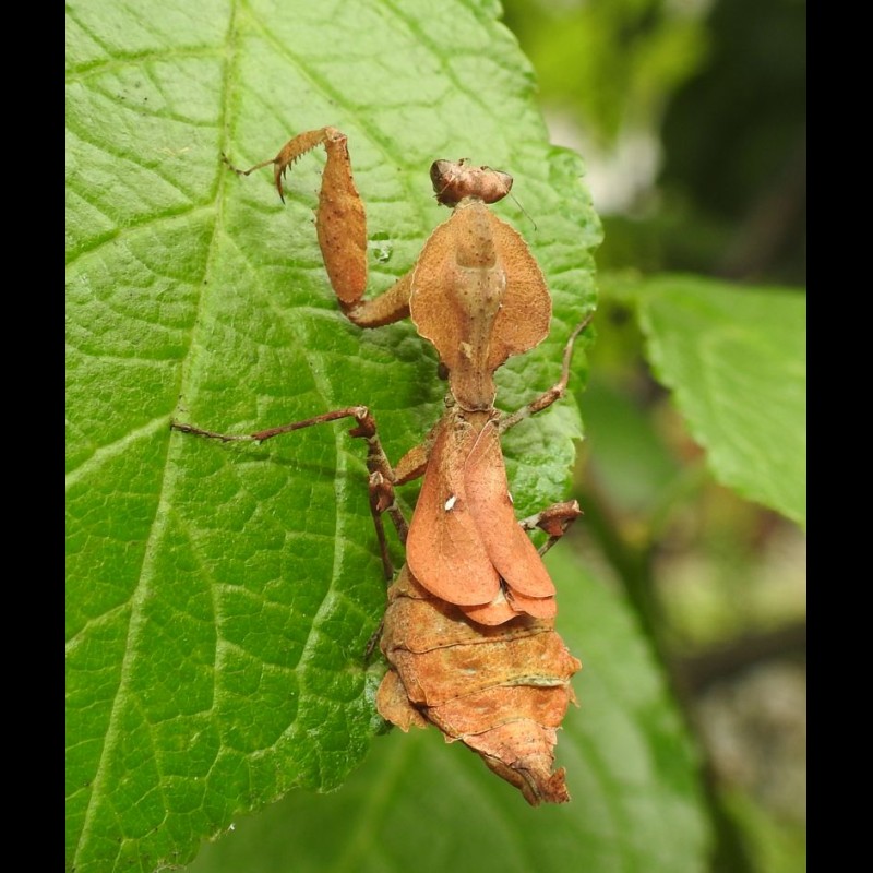 Epaphrodita musarum ( Dominican Leaf Mantis )