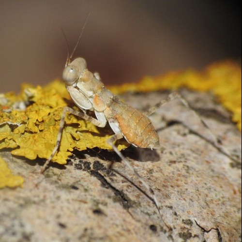 Desert Sand Runner ( Eremiaphila uvarovi )