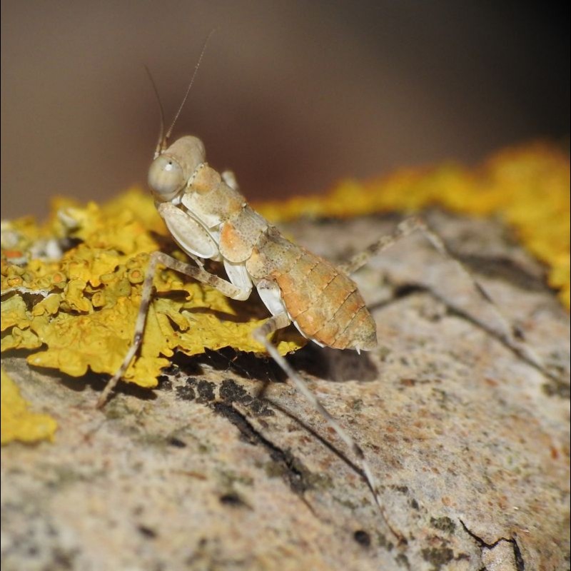 Desert Sand Runner ( Eremiaphila uvarovi )