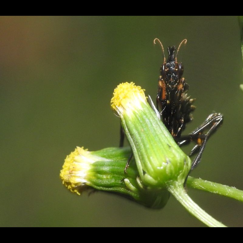 Idolomantis diabolica ( Devil Flower Mantis )