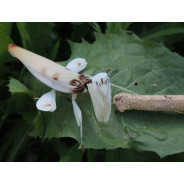 Hymenopus coronatus