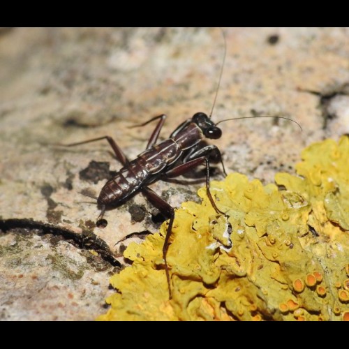 Metallyticus splendidus ( Metal Mantis )