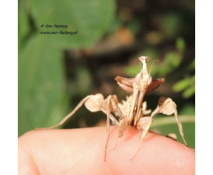 Idolomantis diabolica