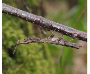 Phyllothellys breve