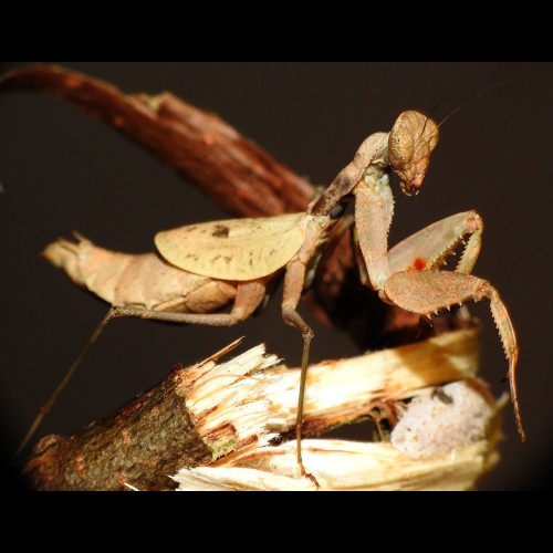 Dystacta alticeps ( Tiger Bush Mantis )