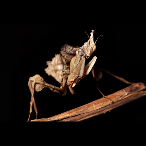 Idolomantis diabolica ( Devil Flower Mantis )
