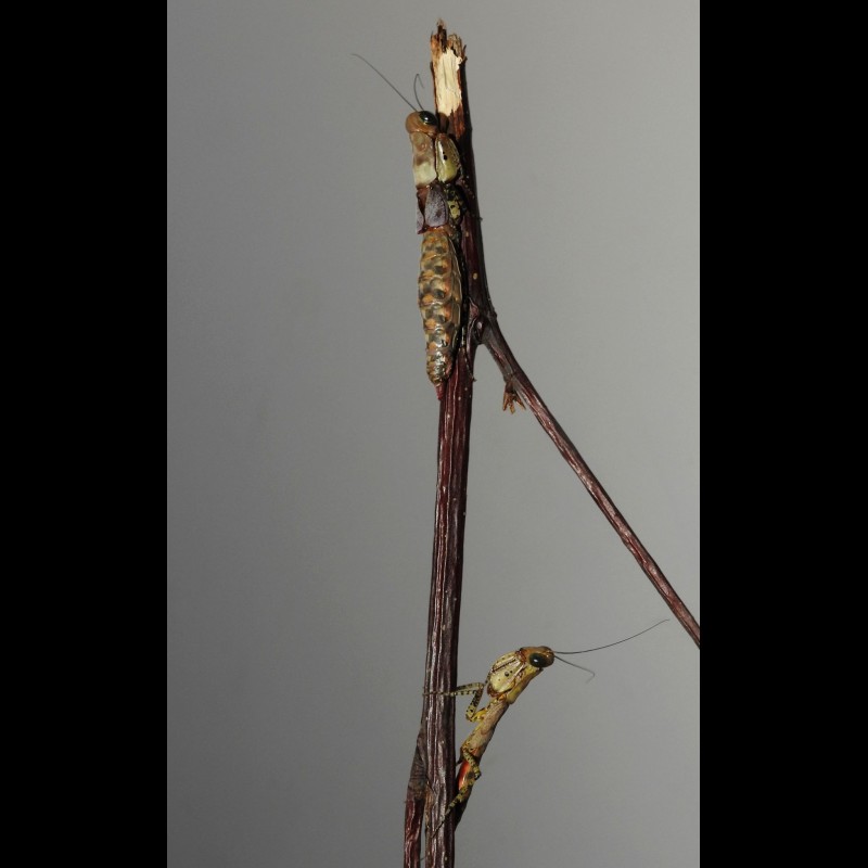 Tarachodula pantherina ( Panther Mantis )