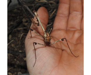 Empusa Hedenborgii