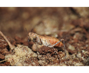 eremiaphila spec indie