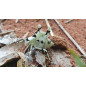 Eurycorypha Ant-mimic