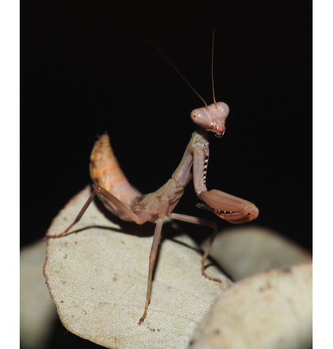 sphodropoda quinquedens, sphodropoda quinquedens australijska modliszka tęczowa