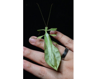 Cryptophyllium limogesi