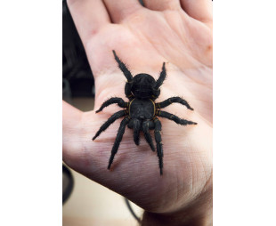 Liphistius cf jarujien