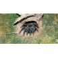 Liphistius cf jarujien