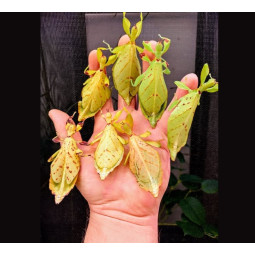 Phyllium elegans "nanga nanga"