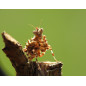 Blepharopsis mendica Modliszka pustynna Blepharopsis mendica Modliszka pustynna