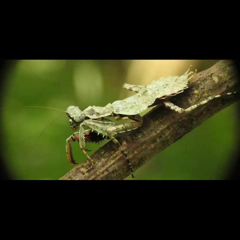 Theopompa servillei ( Giant Bark Mantis )
