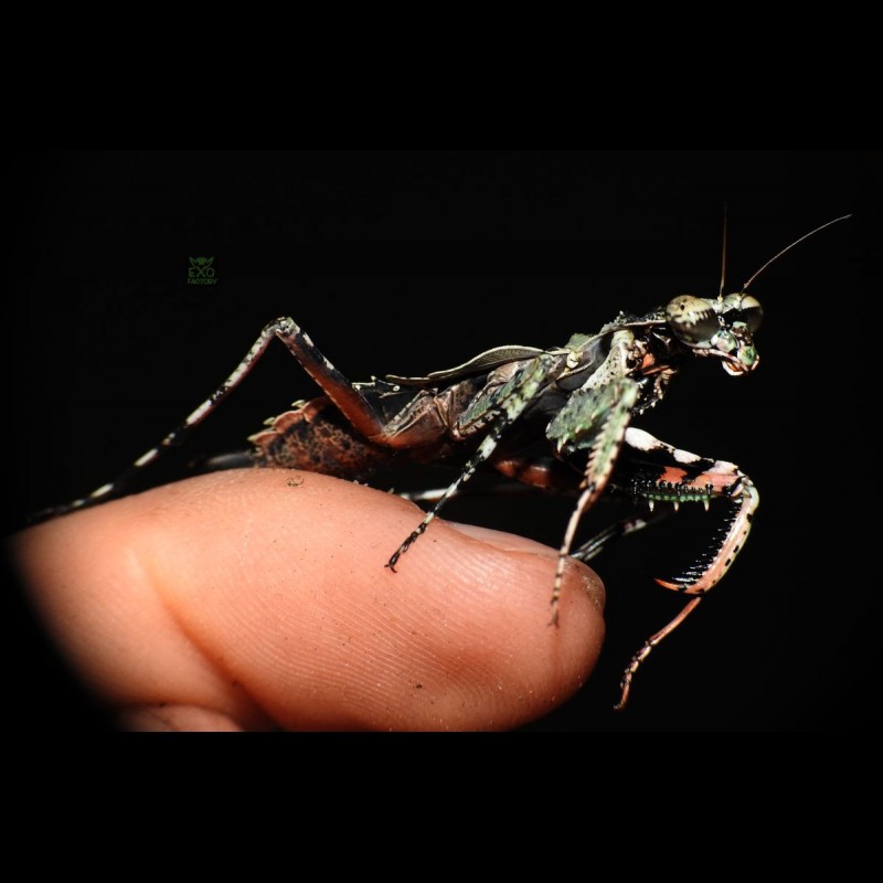 Theopompa servillei ( Giant Bark Mantis )