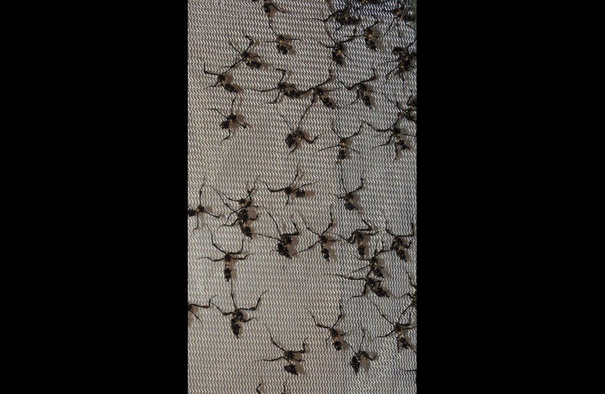 Keeping mantis in groups